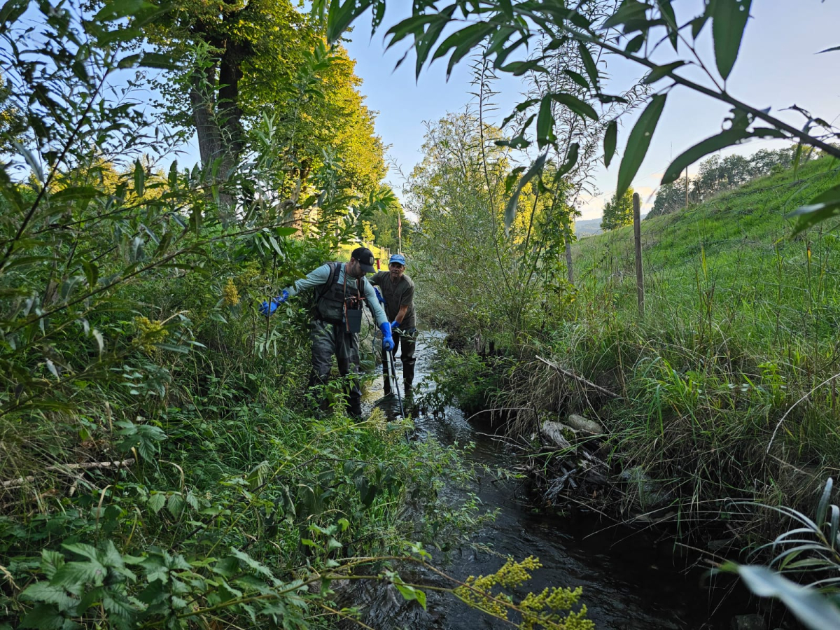 Abfischen der Aufzuchtbäche 